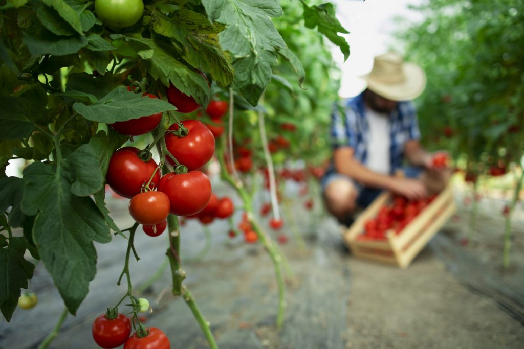 A migrant worker is picking up tomatoes on a field