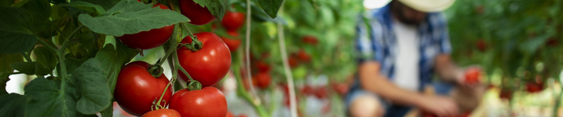 A migrant worker is picking up tomatoes on a field